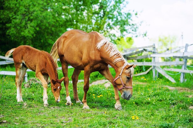 Photo mare and foal on a pasture together