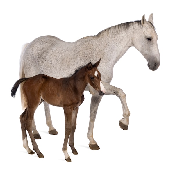 Mare and her foal standing in front of white background
