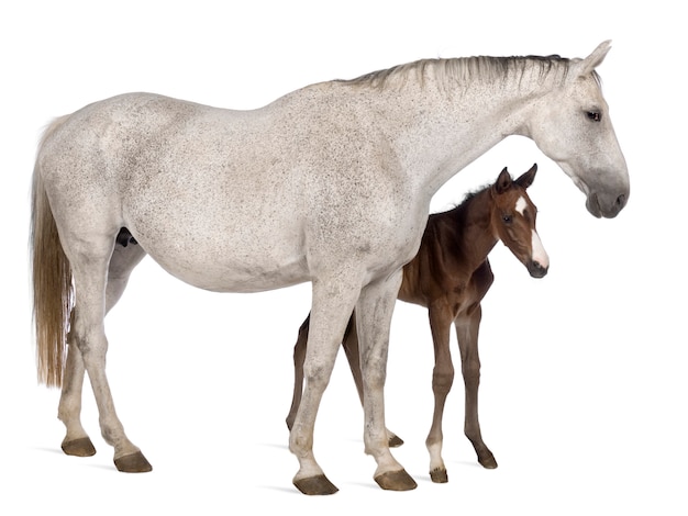 Mare and her foal, standing