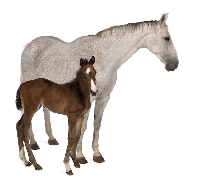 Mare and her foal standing