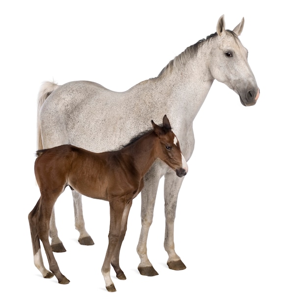 Mare and her foal standing