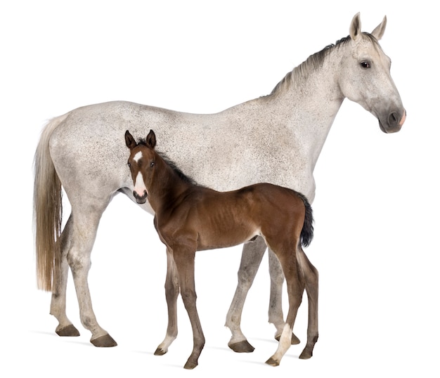 Mare and her foal standing