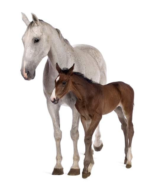 Mare and her foal standing