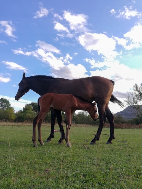 A mare and her offspring in a green field of grass.