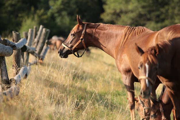 The mare looks at the other horses in the morning