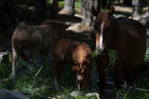 川で彼女の子馬とマーレの牧草地