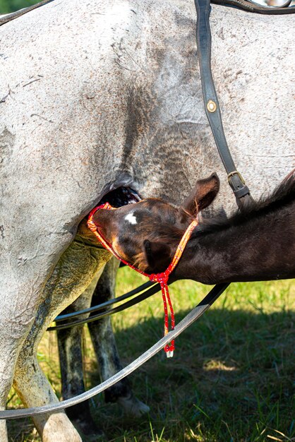 사진 에서 새끼를 suckling mare 아주 어린 새끼와 엄마 우유