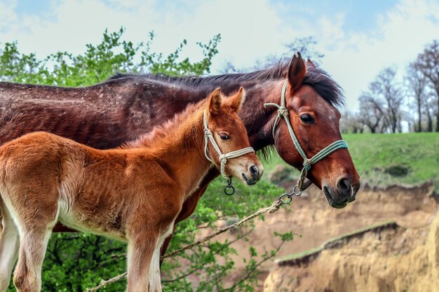 緑の牧草地に子馬を持つ雌馬