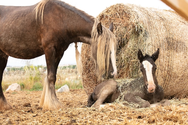 Cavalla con il suo puledro sdraiato accanto a una balla di paglia