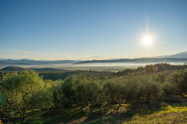 Maremma platteland panoramisch uitzicht olijfbomen glooiende heuvels en groene velden Zee aan de horizon Casale Marittimo Pisa Toscane Italië Europa