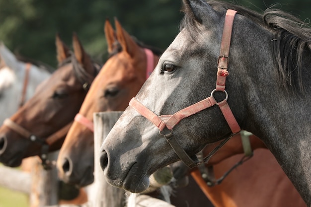 Mares in the pasture on a sunny morning