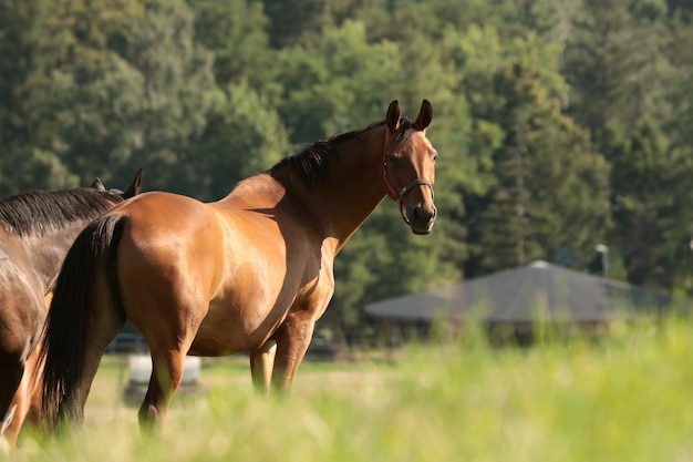 晴れた朝の牧草地の牝馬