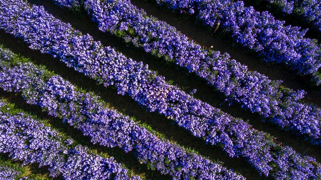 Margaret bloem veld formulier hierboven