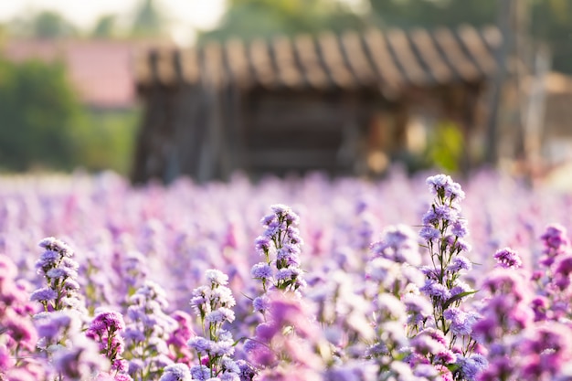 自然光のマーガレットファームの花。庭に花が咲いています。