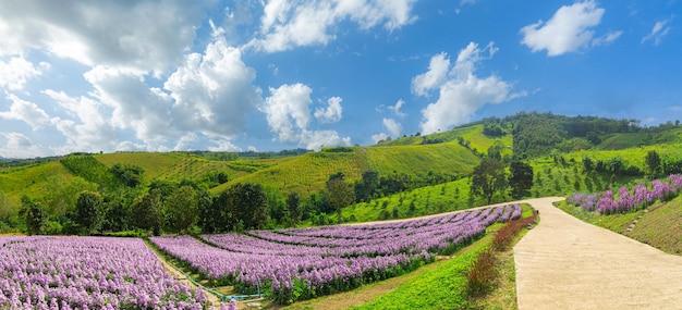 Margaret flower field, margaret flower field e cielo, close up margaret field e cielo blu sullo sfondo