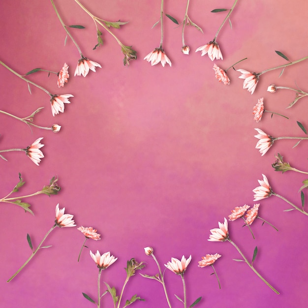 Фото Цветы маргариты в форме круга на фиолетовом фоне с копией пространства, цветочный фон, с днем святого валентина, день матери, плоская планировка, вид сверху