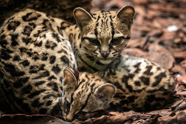 Margay Leopardus wiedii teefje met baby Margay katten paar knuffelen elkaar