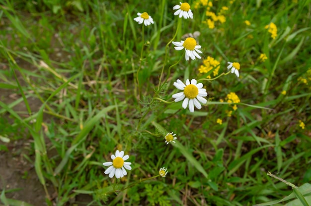 Margrieten in een groene weide