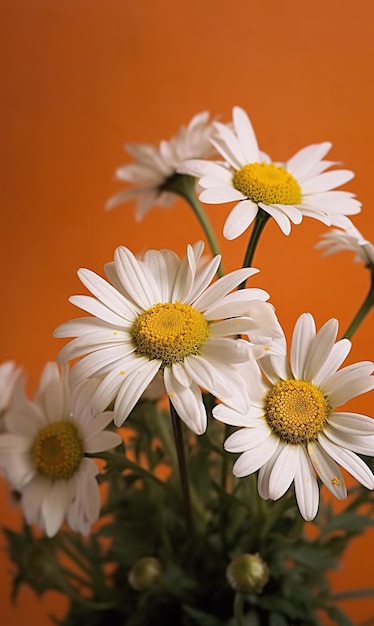 Margrieten in een vaas tegen een oranje achtergrond