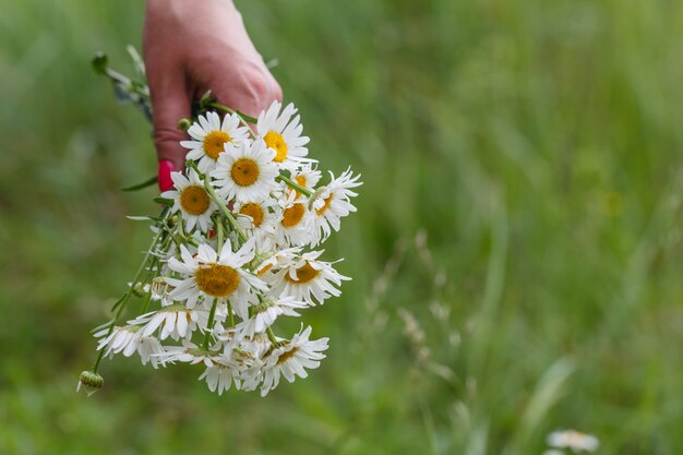 Margrieten in haar handen