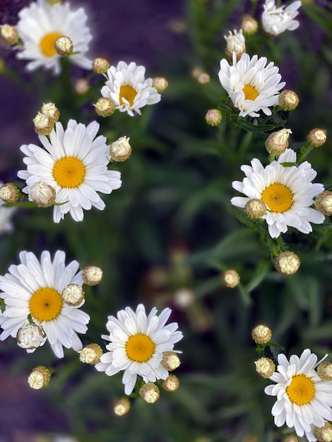 Margrieten madeliefjesbloem bosje margriet margrieten