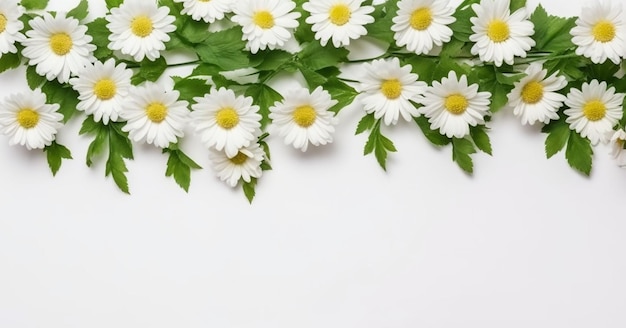 Margrieten met groene bladeren op een witte achtergrond Plaats voor tekstbanner