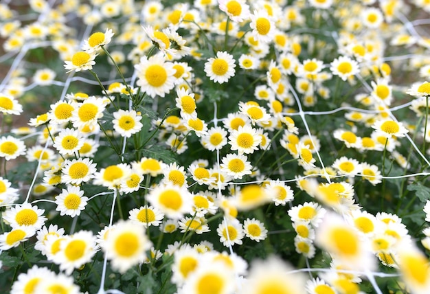 Margrieten veel bloemen in de kas Kleine geneeskrachtige bloemen