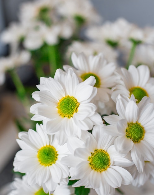 Marguerite daisies, noto anche come argyranthemum frutescens, natura e decorazione romantica