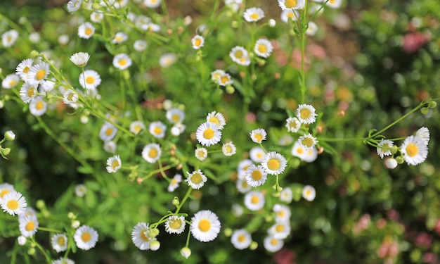 Marguerite Daisy-bloem in tuin.