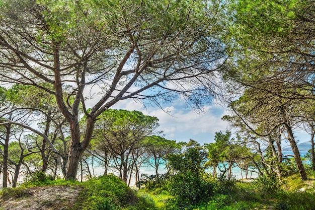 Maria Pia dennenbos in Sardinië, Italië