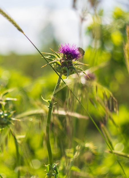 Mariadistel Silybum bloeit tussen groen gras op een zonnige dag