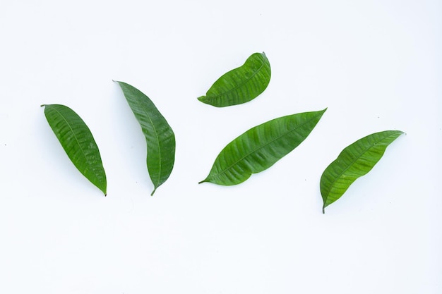 Marian plum leaves on white background