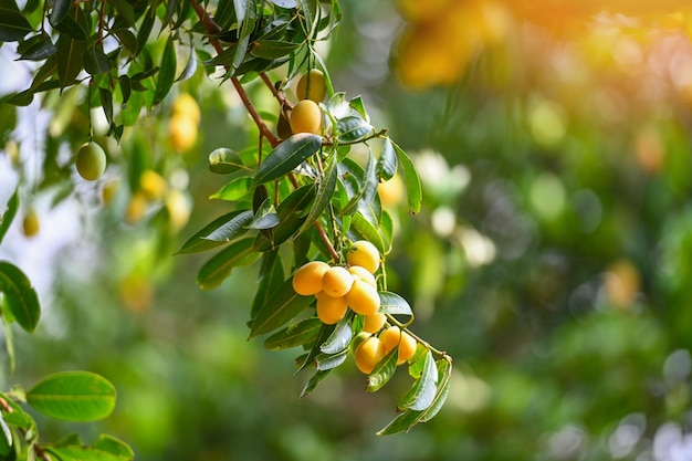 Marian pruim fruit in marian pruimenboom in de tuin tropische fruitboomgaard Naam in Thailand Sweet Yellow Marian Plum Maprang Plango of Mayong chid