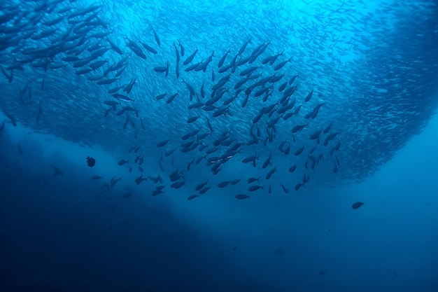 mariene ecosysteem onderwater weergave / blauwe oceaan wilde natuur in de zee, abstracte achtergrond