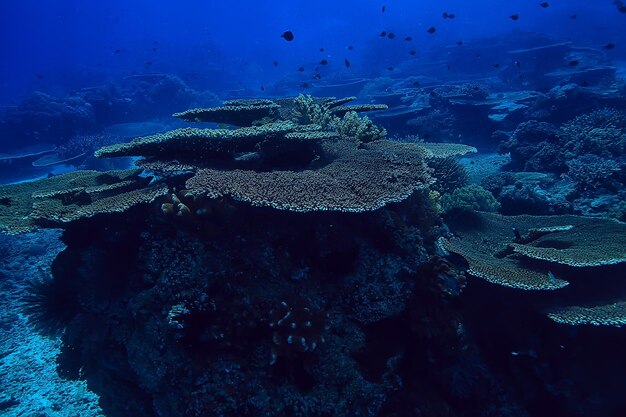 mariene ecosysteem onderwater weergave / blauwe oceaan wilde natuur in de zee, abstracte achtergrond