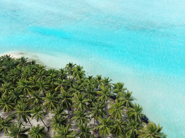 Mariene luchtfoto tropisch oceaanwater en palmen bekijken