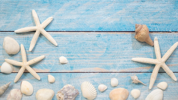 Mariene objecten, schelpen en zeesterren op hout