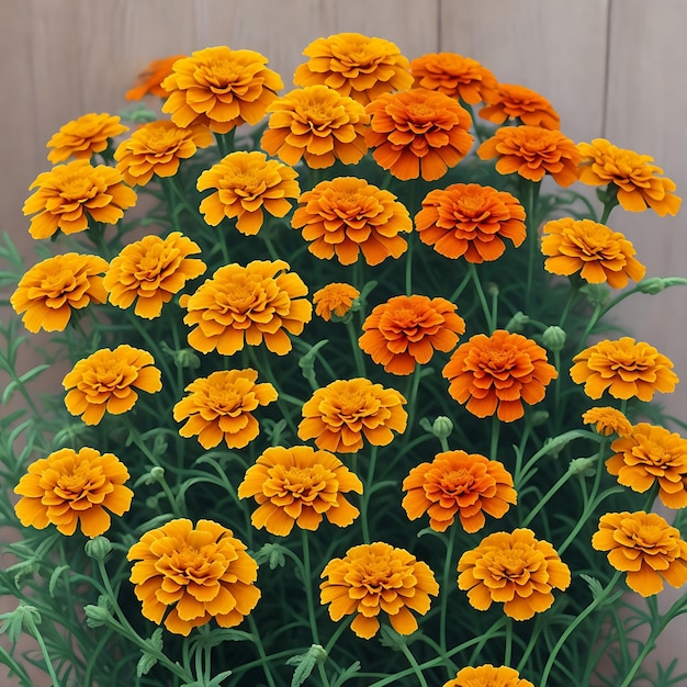 Marigold bloemen AI gegenereerd