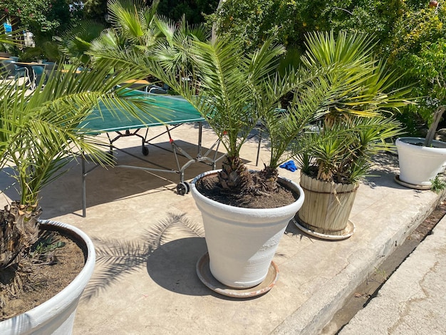 Marigold bushes and a small palm tree grow in an old wooden barrel on the lawn