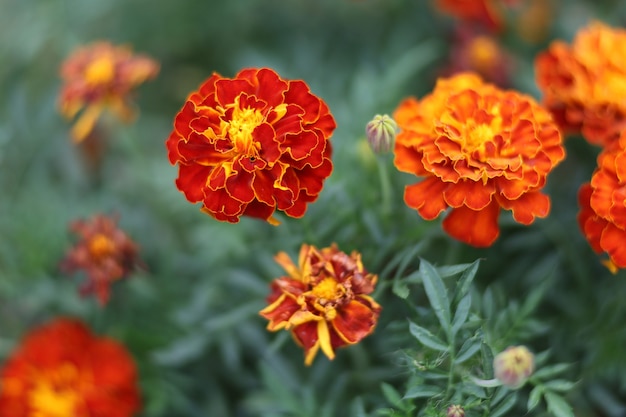 Marigold dark red flowers close up