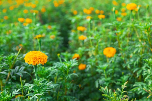 Marigold fields in the morning