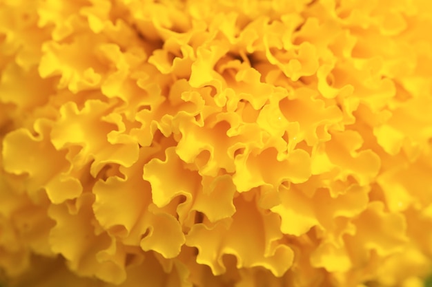 Marigold flower background. extreme macro image