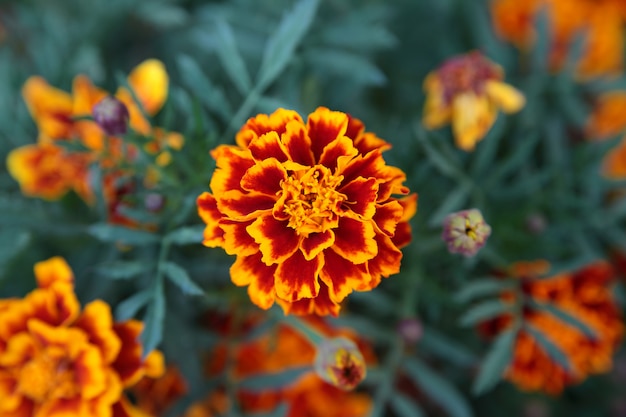 Marigold flower background