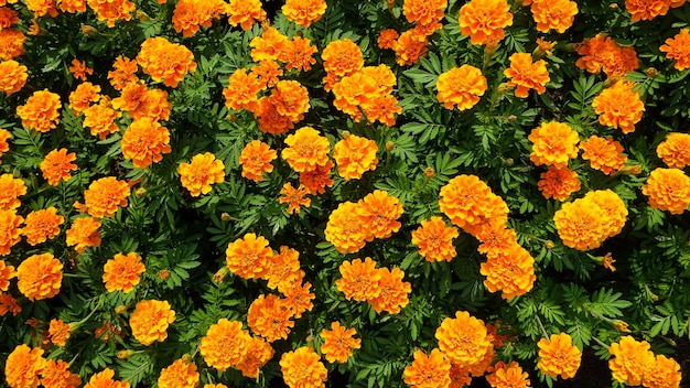 Marigold flower blooming in garden