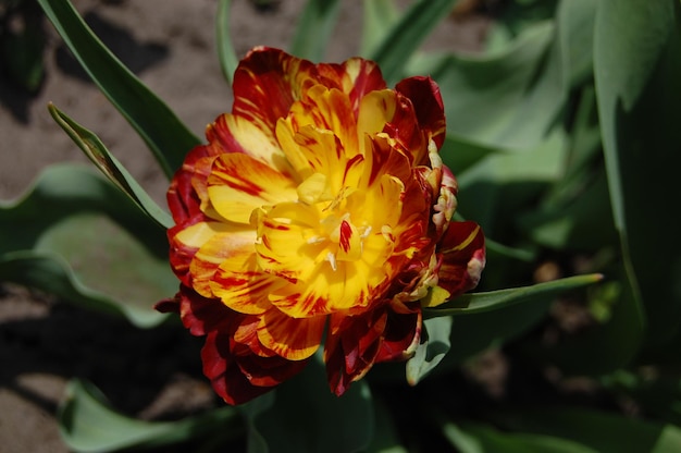 Marigold flower blooms in the garden with