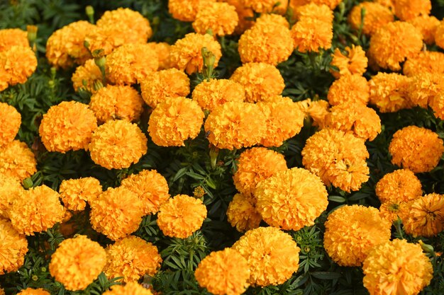 marigold flower blossom on the garden flower yellow and orange marigold flowers for decorate garden