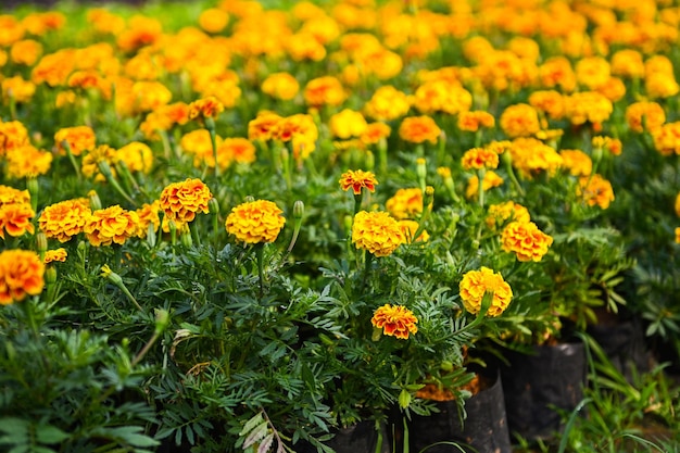 庭にマリーゴールドの花が咲き、庭を飾るための黄色とオレンジ色のマリーゴールドの花