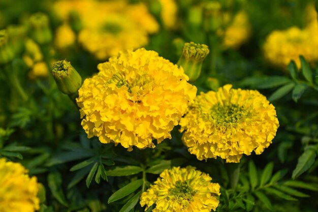 庭にマリーゴールドの花が咲き、庭を飾るための黄色とオレンジ色のマリーゴールドの花