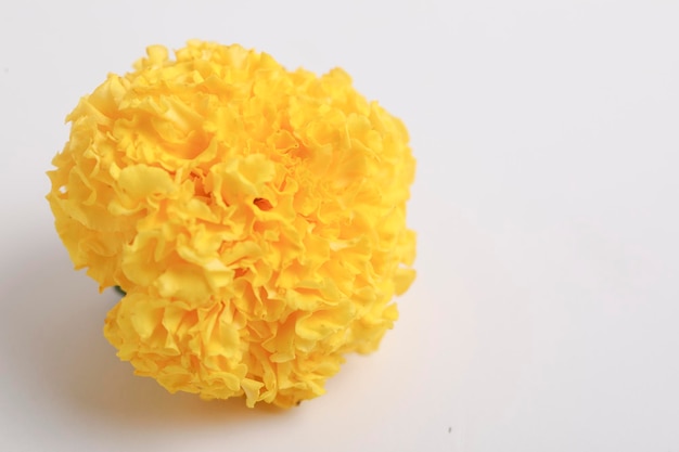 Marigold Flower for dasara Festival Indian Festival flower decoration