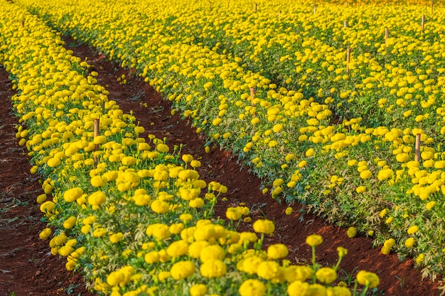 Photo marigold flower in farm